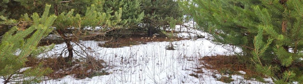 W lesie, 2 km do stacji pkp czachówek