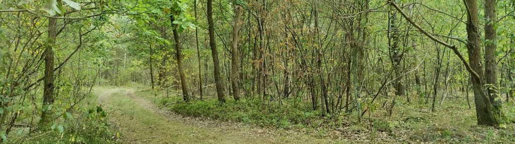 Działka w strugach krzywickich