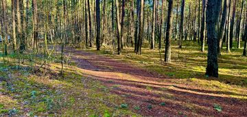 Działka leśna nad pilicą-ostrów gm. aleksandrów