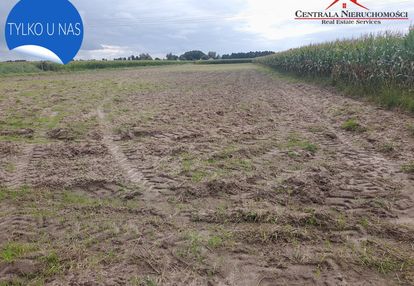 Działki w starym toruniu