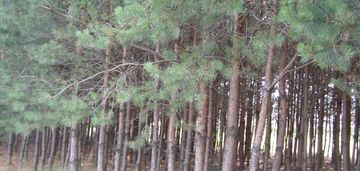 Grunty zalesione 1,66 ha z dobrym dojazdem