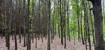 Działka leśna na sprzedaż - atrakcyjna cena