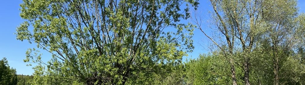 Działka siedliskowa w pustelniku