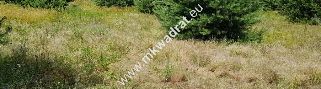 Działka budowlana rusiec – blisko las i szkoła