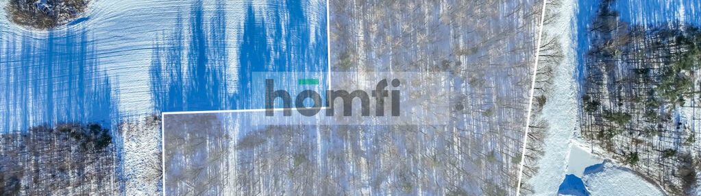 Działka leśna – czarna dąbrówka, rokity