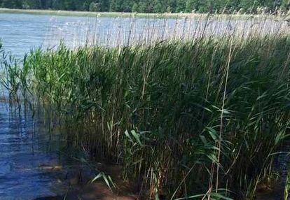 Działka z linią brzegową, siedlisko z sadem i las