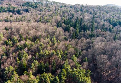 Działka leśna- olszowa-zakliczyn -małopolska