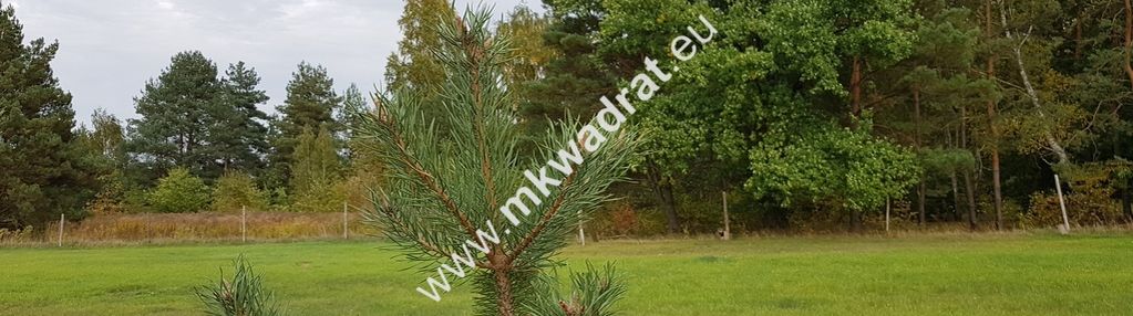 Urokliwa działka przy lesie dom 2 -lokalowy