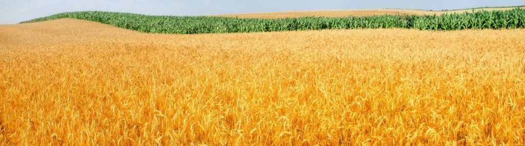 Działka usługowa na sprzedaż okolice zielniki