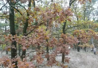 Działka na sprzedaż 1500m2