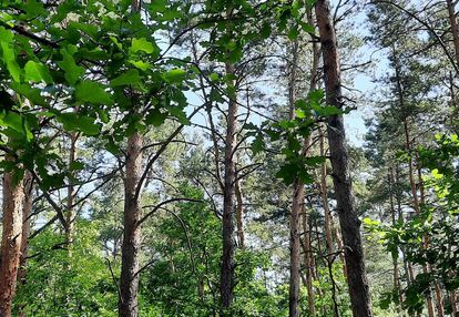 Działka w józefowie z planem zagospodarowania