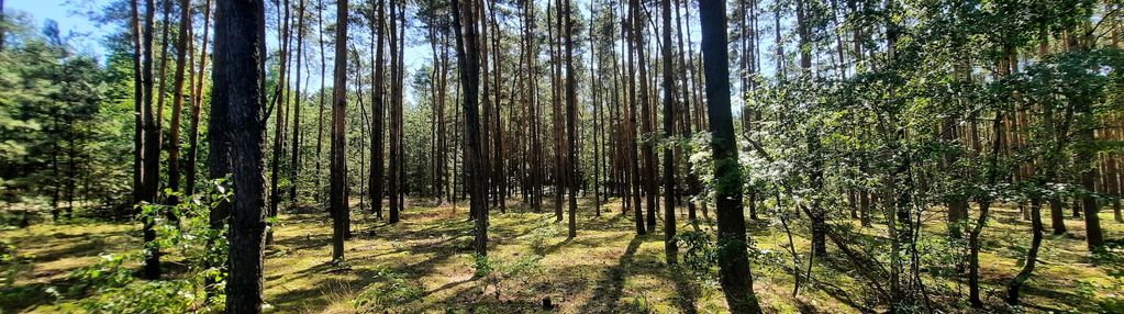 Działka leśna w gminie mycielin miejscowość aleksandrów
