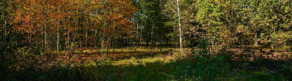 Działka budowlana 1300m2, puszcza mariańska