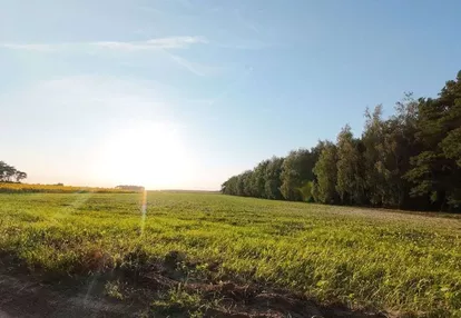 NIEMOJEWO działki z warunkami zabudowy przy lesie