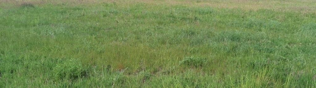 Działka 1300 m2 modrzewo z wz