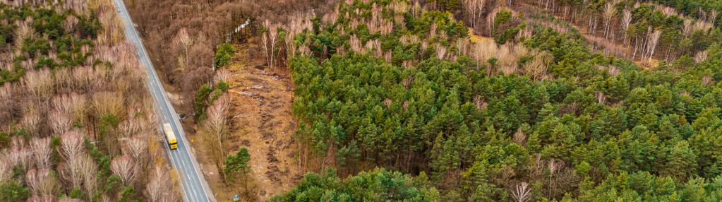 Załuże, gm. szczerców – zalesiona działka