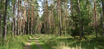 Las o łącznej powierzchni 3,37ha  w gm potok górny