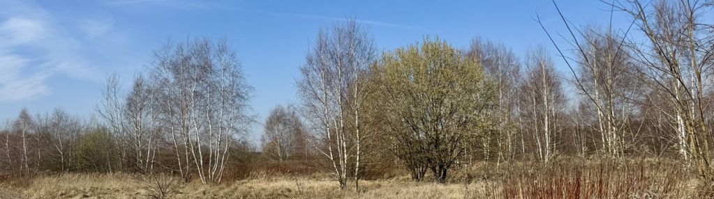 Urokliwa działka rolno-budowlana w nieborowie
