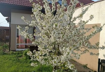 Dom z  garażem, kominkiem, słoneczne tarasy pępowo