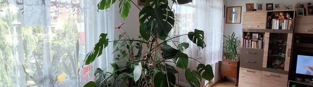 2 pokoje | balkon | piwnica | kokoszki