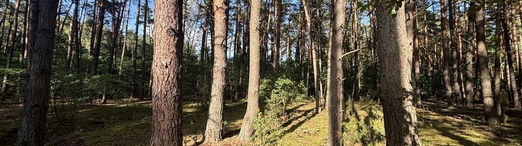 Działka budowlana w lesie, łosie koło radzymina
