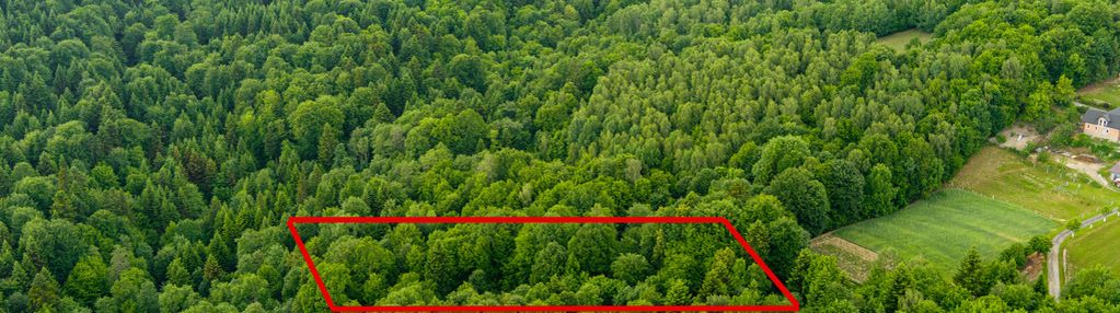 Prywatny las 41 ar – siemiechów, gm. gromnik