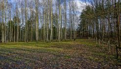 Działka 4400 m2 gm. mszczonów