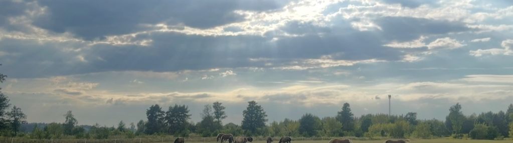 Działka 1,6 ha z domem, media, mpzp – ruda.