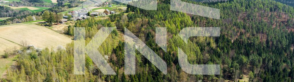 Na sprzedaż pastwisko zalesione w jastrzębi