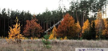 Las, działka budowlana, płaska