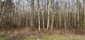 Łódź ul. Zimna Woda - działka budowlana w lesie