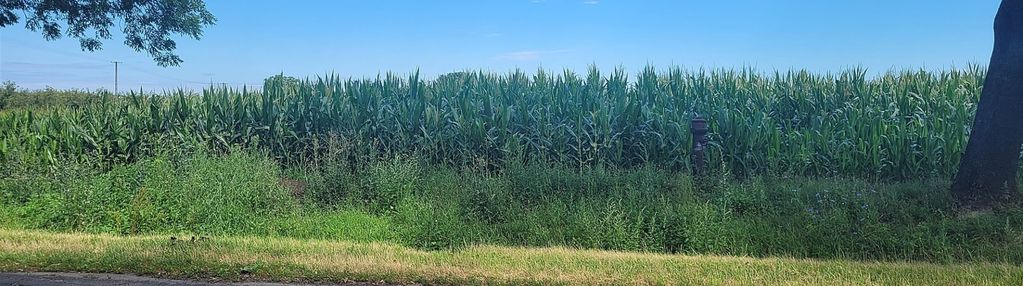 Działka 3,8 ha w krojczynie z warunkami zabudowy!