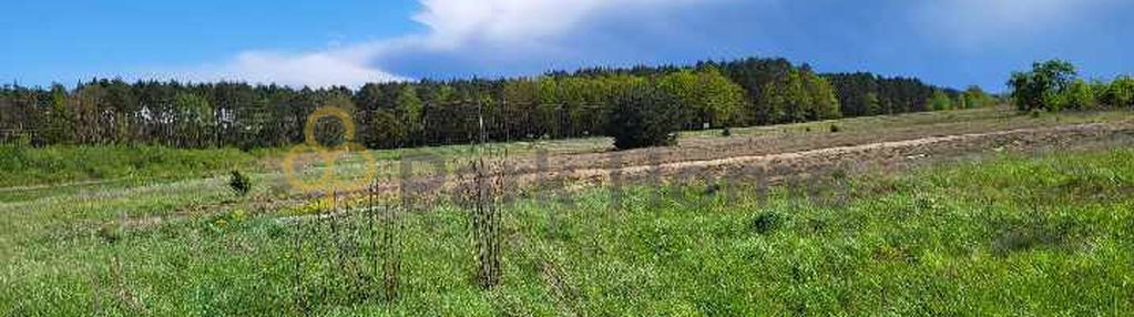 Teren o powierzchni 1,51ha trzciel/jasieniec.