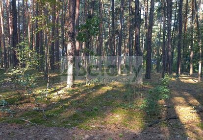 Działka leśna