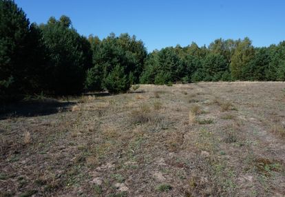 Działki budowlane pośród lasów.