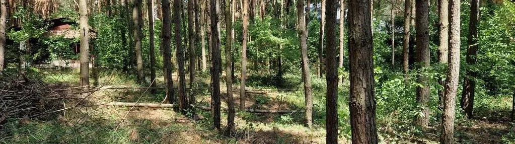 Sokolniki Las,działka leśna z możliwością zabudowy