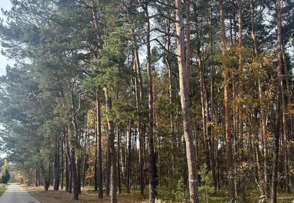 Działka leśna rolna Jura Złoty Potok Janów 1,7 ha