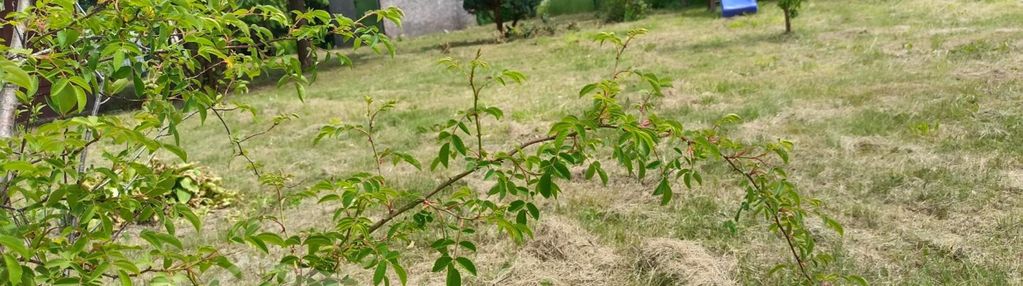 Głogów, kulów, rod, nowa atrakcyjna cena