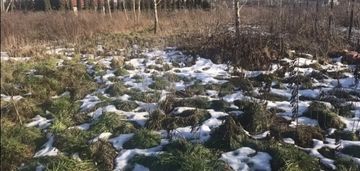 Działka 9800m2, skotniki