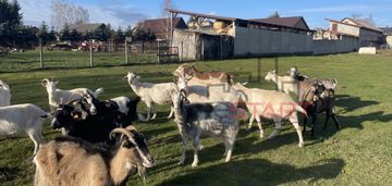 Urokliwe siedlisko w korabiewicach