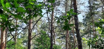 Działka w józefowie z planem zagospodarowania