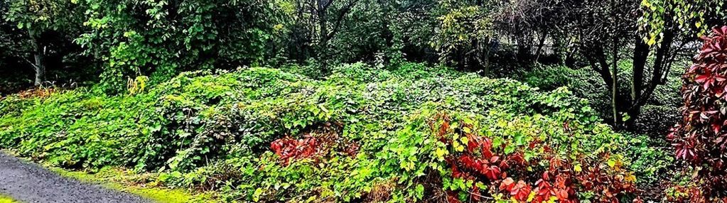 Działka budowlana - centrum dąbrowy górniczej