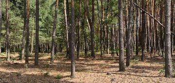 Atrakcyjna działka w otulinie sosen, malcanów