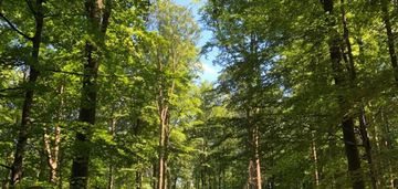 Piękna leśna działka przy granicy z magdalenką