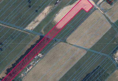 Działka 6000 m² – żabokliki