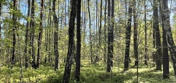 Działki na sprzedaż – ciemne k. radzymina