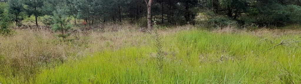 Działka w oborach /obrowo/ na leśnej polanie