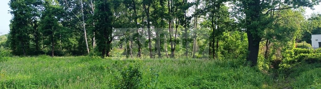 Na działce piękny starodrzew