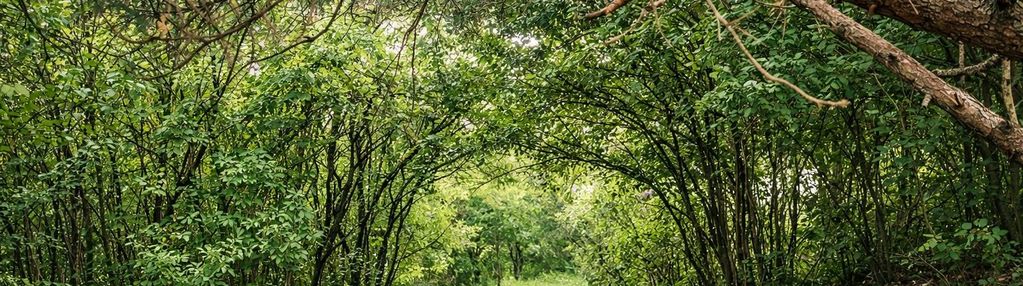 Działka budowlana i parkowo-leśna | ponad 3 ha