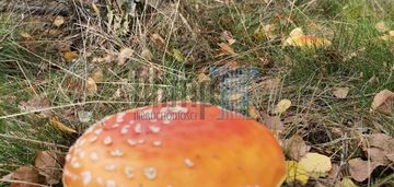 Działka 1,7 ha jasiniec gmina koronowo